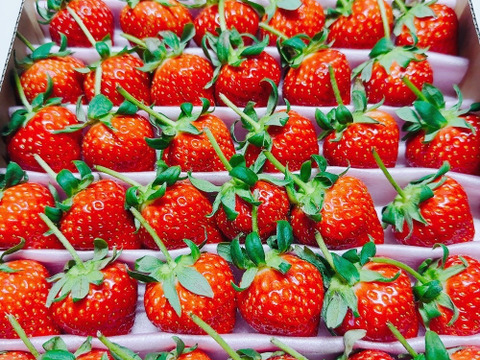 1度試したら2度買いたくなるイチゴ「アスカルビー(3L以上)」（1.3kg