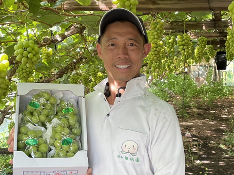 岡山県産シャインマスカット贈答用800ｇ前後一房