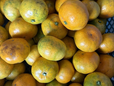 コクのある甘み！【ゆら早生みかん】2.5㎏