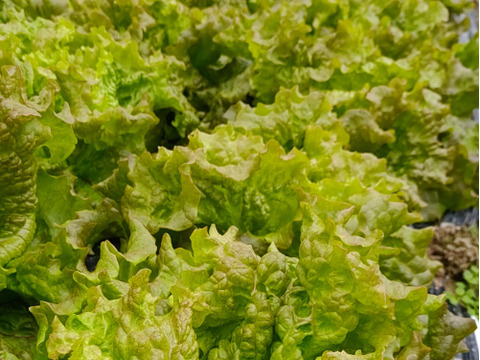 【アワード受賞福袋】🏆 農家の食卓からお裾分け♪自分たちが食べたくて育てた、朝採れ・無施肥の冬野菜 4種セット🥗