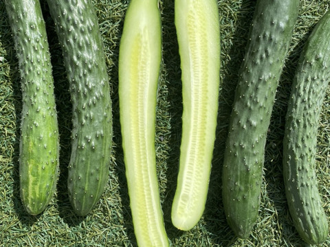 イボイボが美味しい証❕スーヨーきゅうり12本入り🥒✨