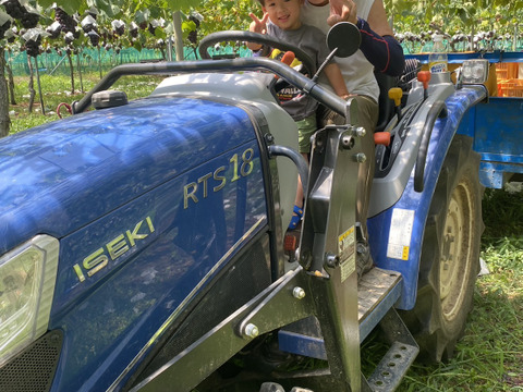 ペンギンさん用4箱。生産量日本一『山形高畠産デラウェア』（6房〜8房）