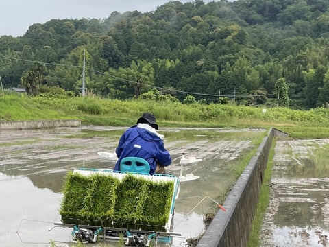 農薬不使用！お米（玄米）ご家庭用5kg