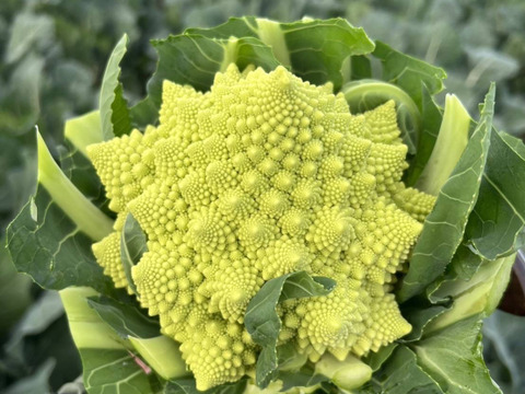 朝採り旬野菜セット（８０サイズ）