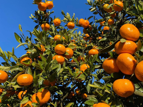 【貯蔵みかん】静岡県産　寿太郎みかん　5kg   農家直送　訳あり　家庭用　美味しいみかん