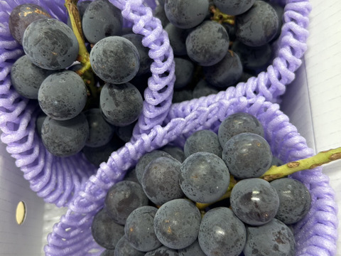 まるせい果樹園の種無し巨峰　1ｋ　2～4房　贈答用　自家用　家庭用