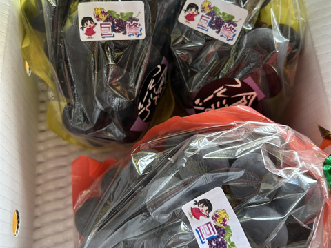 まるせい果樹園の種無し巨峰　1ｋ　2～4房　贈答用　自家用　家庭用