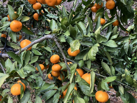 【幻のみかん・ビッグサイズ（２Ｌ以上）】高級品種！　石地中生　10kg