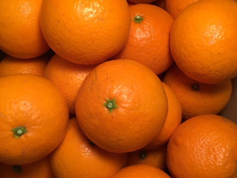 【みかんとオレンジの良いとこ取り❗️】愛媛県産清見タンゴール　8kg（ご家庭用）