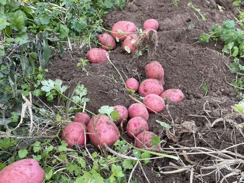 【自然栽培】じゃがいも2種セット（出島・アンデスレッド）10㎏（5㎏ずつ）（肥料・農薬不使用）馬鈴薯