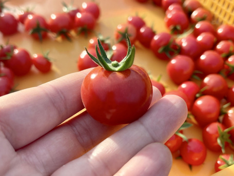 ベビーグッズも大集合 栽培期間中農薬・化学肥料不使用♪ミニトマト・フルーツトマト Vegetables