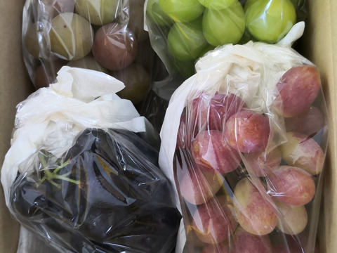 【ご家庭用3～4房】ぶどう食べ比べセット（品種おまかせ／約1.3kg）