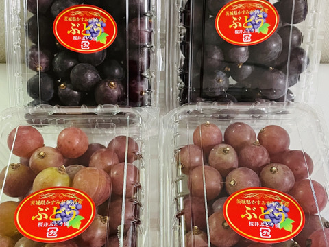 🦺希少品種🍇天候被害SOS🦺　　
　　　　　　　　🌿果汁タップリ🔴紅伊豆🌿　
　　 　　　　　【訳アリ紅伊豆の粒/約450g×2P程度】