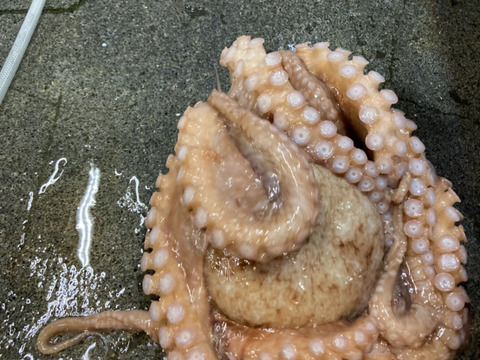 茹でタコ 3キロ前後 北海道産の魚介類 食べチョク 産地直送 産直 お取り寄せ通販 農家 漁師から旬の食材を直送