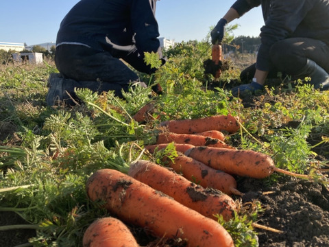 Organic Carrot & Apple juice, 16.9 fl oz (500ml) x 2 bottles