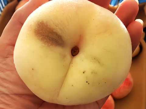 【節減対象農薬：不使用】訳あり完熟桃4kg【肥料・除草剤不使用】