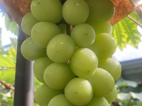 【数量限定】むぎゅっと濃い果汁！シャインマスカット２房(本州限定）