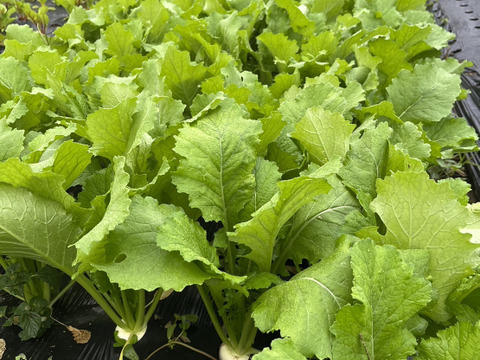 【京都産】イタリア野菜　いろどりセット　５種類　３kg(３～５人分)