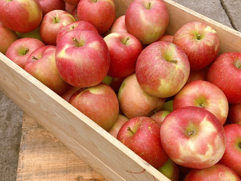 【贈答用】青森県産りんご 葉取らずふじ5kg