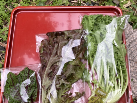 【母の日ギフト】野菜ブーケかごタイプ【メッセージカード付き】【カラフルなミニ野菜】【4/26(土)～5/18(日)お届け】