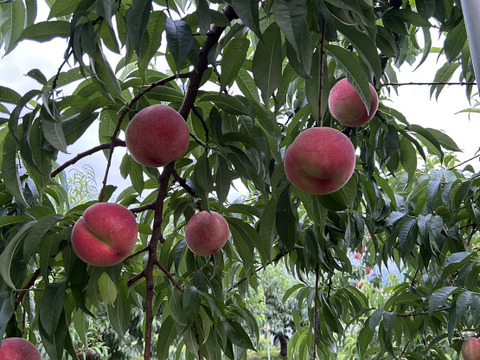 【贈答用】大人気品種「あかつき」2㎏（5～8玉）