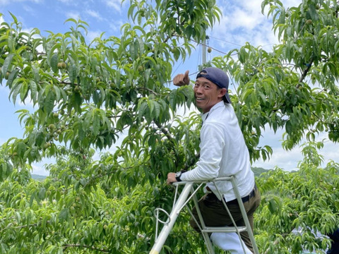 【ゴールデンピーチ】【数量限定】【農園直送】家庭用4玉～６玉