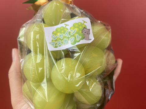 まるせい果樹園のシャインマスカット　小房　1.5k　4～7房　贈答用　自家用　家庭用