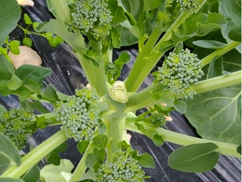 【アワード受賞福袋】🏆 農家の食卓からお裾分け♪自分たちが食べたくて育てた、朝採れ・無施肥の冬野菜 4種セット🥗