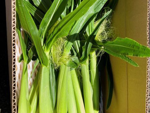 ヤングコーン（５０本）収穫はじまりました！（３月１５日）長崎発!
朝採り！　　”とうもろこし”