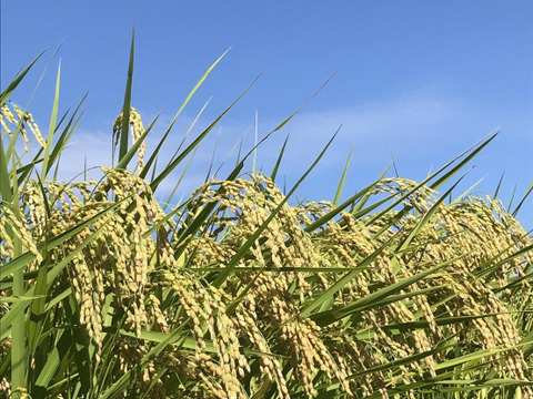 【🌾令和4年新米】魚沼産コシヒカリ ふっくら旨い 2kg 精米　農家のお米