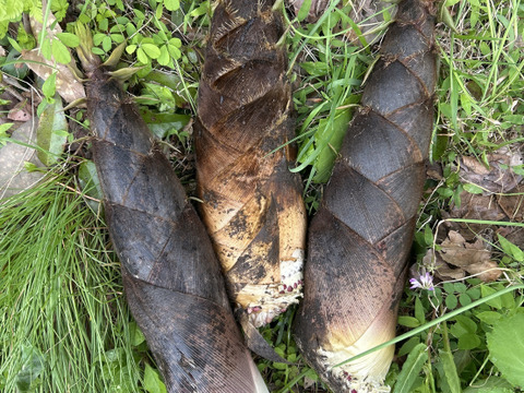 【丹波産】朝採りのたけのこ2kg