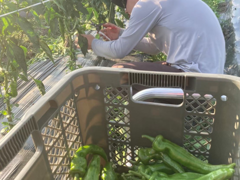 京都府産万願寺とうがらし　1kg