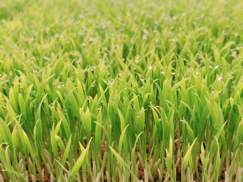 【新米・白米】自然栽培：滋賀産まれのお米、滋賀旭4.５kg（３０合入）白米　令和4年産