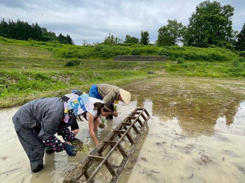 【R7年産】山の田んぼのインディカ米　自然栽培天日干しプリンセスサリー2kg　豊かな山の雪解け水で育った香り豊かなエスニック米
