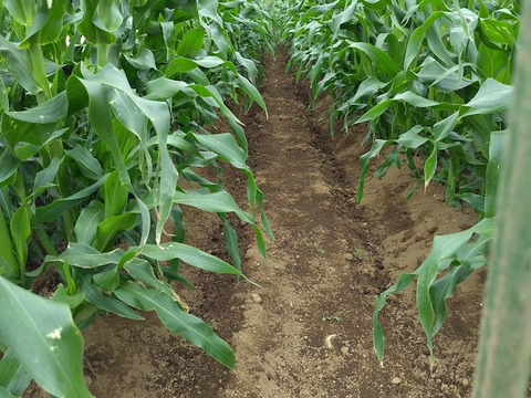 『最終出荷』【新鮮朝採り・当日クール便発送】フルーツみたいな甘さ！とうもろこし『プレミアム味来』3kg・8～10本