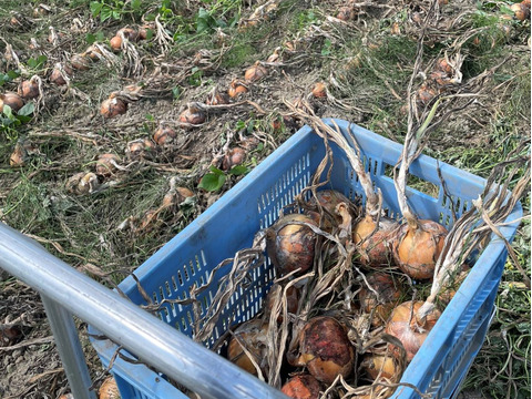 北海道産　節減対象農薬：当地6割減 手作業 たまねぎ(M～L）3kg