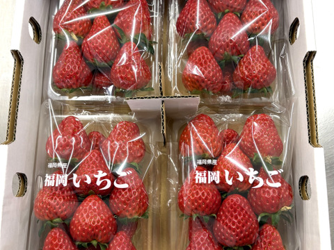 【即日発送】かおり野＋紅ほっぺの食べ比べ8パックセット