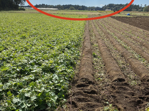 食べ頃サイズ❗️滑らかな舌触りと上品な甘さ！さつまいも【シルクスイート】2.8kg