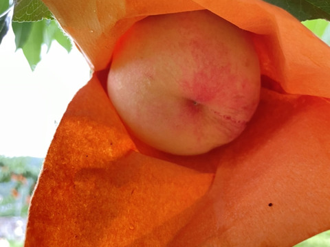 【家庭用】清水白桃🍑【４～６玉入】2箱