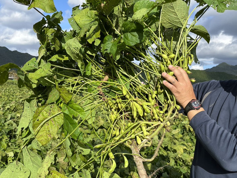 【数量限定】丹波市産　黒枝豆　
サヤ200g✖️5袋‼️子どもから大人まで👍