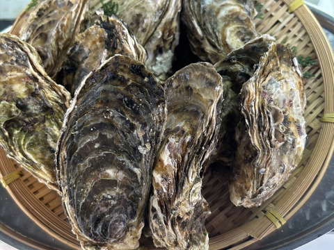 牡蠣好き歓喜の30%増量中！三重県産 殻付き 浦村かき M～Lサイズ 30個入り（約3.3kg前後）（3～6人前）【生牡蠣】【生食用】貝類 海鮮 バーベキューに BBQ お歳暮 母の日ギフト