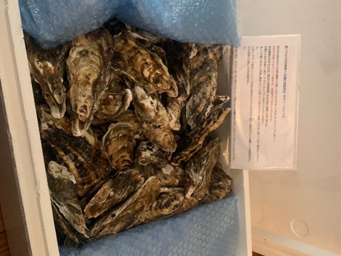 【10％OFF設定中】生食用２ｋｇ 殻付き 牡蠣 （14~30粒）牡蠣 殻付き牡蠣 殻付き牡蛎 牡蛎 kaki かき カキ 松島牡蠣屋 BBQに貝類 海産物 オイスターoyster