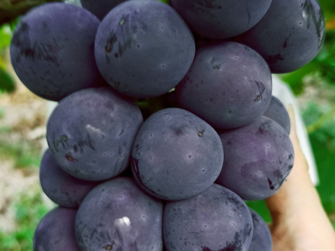 大粒！岡山県産ピオーネ２キロ（4〜5房）