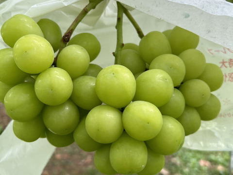 まるせい果樹園のシャインマスカット　小房　1.5k　4～7房　贈答用　自家用　家庭用