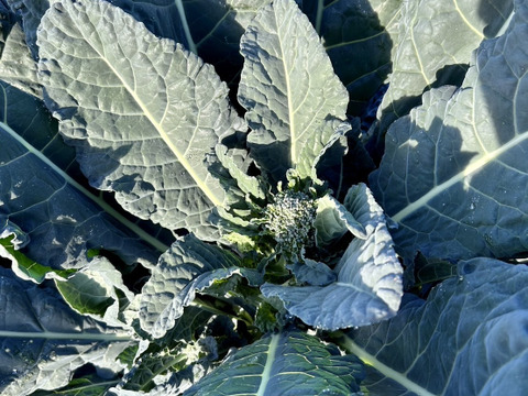 (予約販売)【実は当社が開発‼】栄養満点スーパーフード☆アレッタ５００ｇ＋朝採り旬野菜セット(８０サイズ)