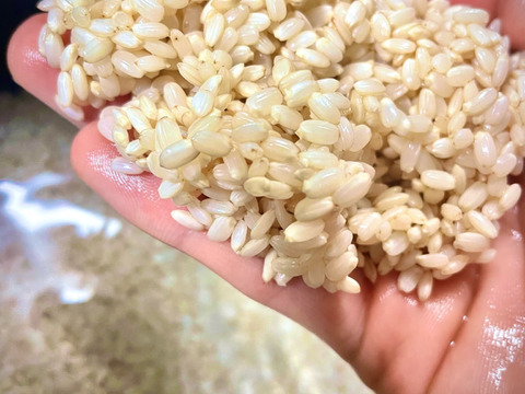福岡の米　2024年（令和6年）産　10kg 玄米 準自然米 大好評の福岡県産「元気つくし」令和6年産 玄米10kg