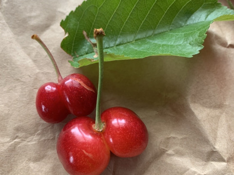 【 珍商品 】【 さくらんぼ：佐藤錦：双子ちゃんパック 】山形県天童産 500g【 届いてビックリ！！ 】【 訳あり 】父の日のプレゼントに💖🍒