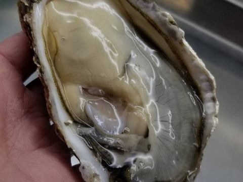 旬の貝類バーベキューセット