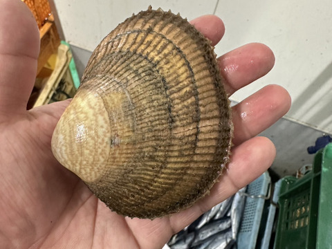 丹後とり貝の規格外/育成トリ貝/大サイズ/1個150～169ｇ/5個セット【生】