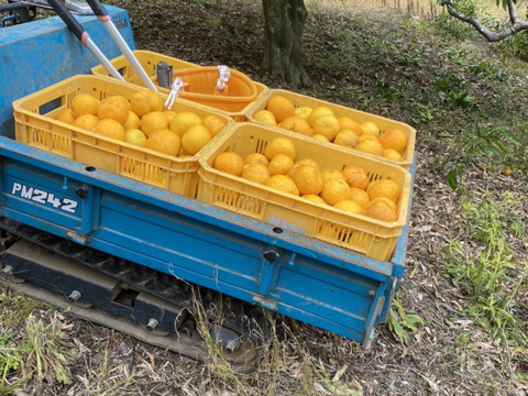 【今が旬】今が旬人気のお買得訳あり幻の柑橘　淡路島なるとオレンジ５kg数量限
